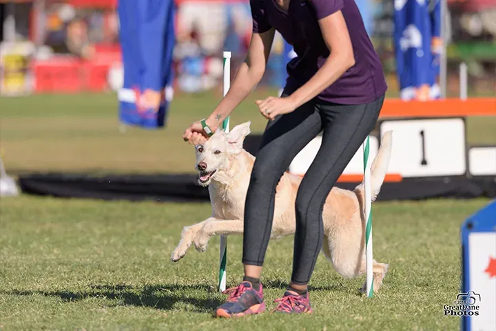 Handler running a white dog over an agility jump at a trial
