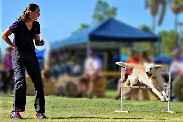 Handler guiding a dog over an agility jump at an outdoor trial