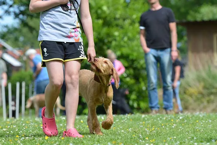 Young handler walking a tan dog on a loose leash on grass