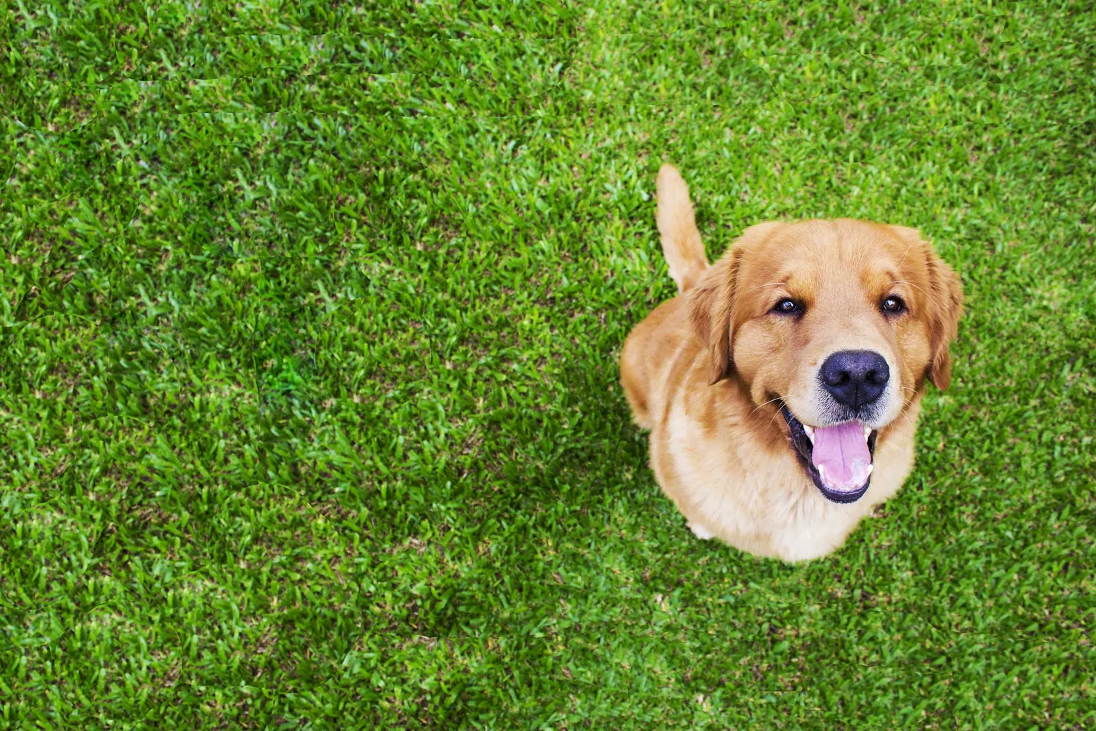 Golden retriever lying on the grass, looking up and listening