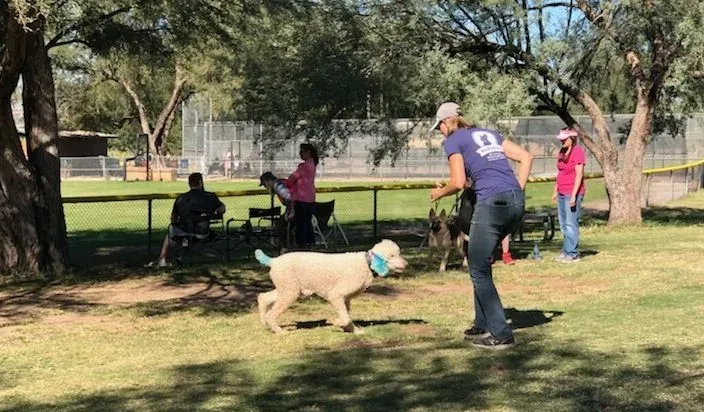 Park class in Oro Valley with handlers and dogs spread across the grass