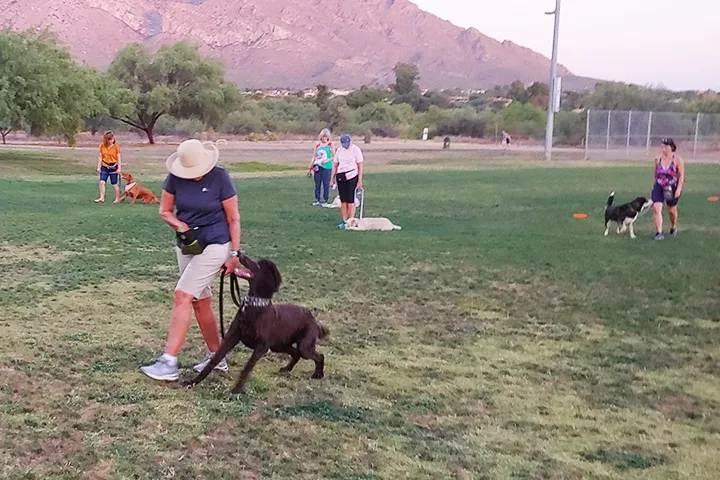 Trainer and dog working on the grass at an Oro Valley park, mountains behind
