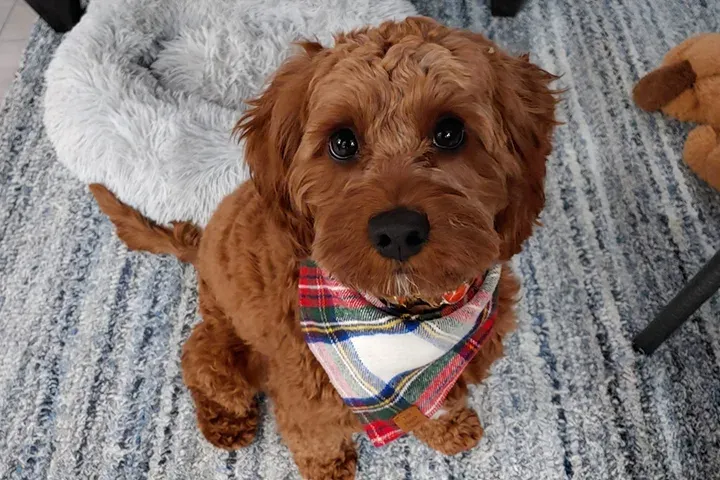 Red doodle puppy in a plaid bandana lying on a blanket