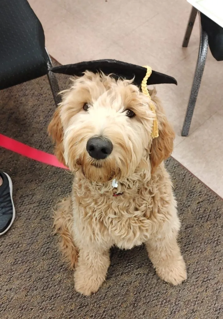 Fluffy doodle puppy sitting on a leash indoors