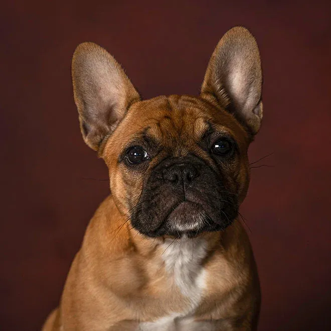 Gigi, a fawn French Bulldog, on a red background