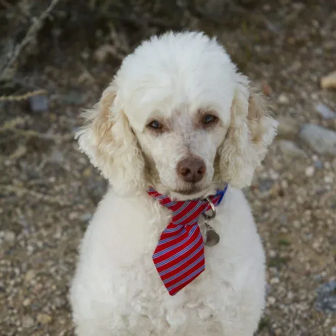 Larry, a white Miniature Poodle in a striped tie