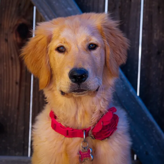 Maple Bacon, a golden retriever mix in a red collar