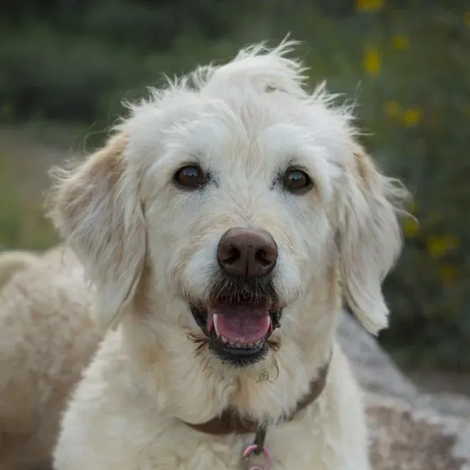 Wrigley, a cream Goldendoodle, smiling