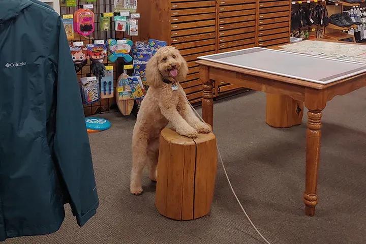 Doodle balancing on a wooden stump during a tricks session